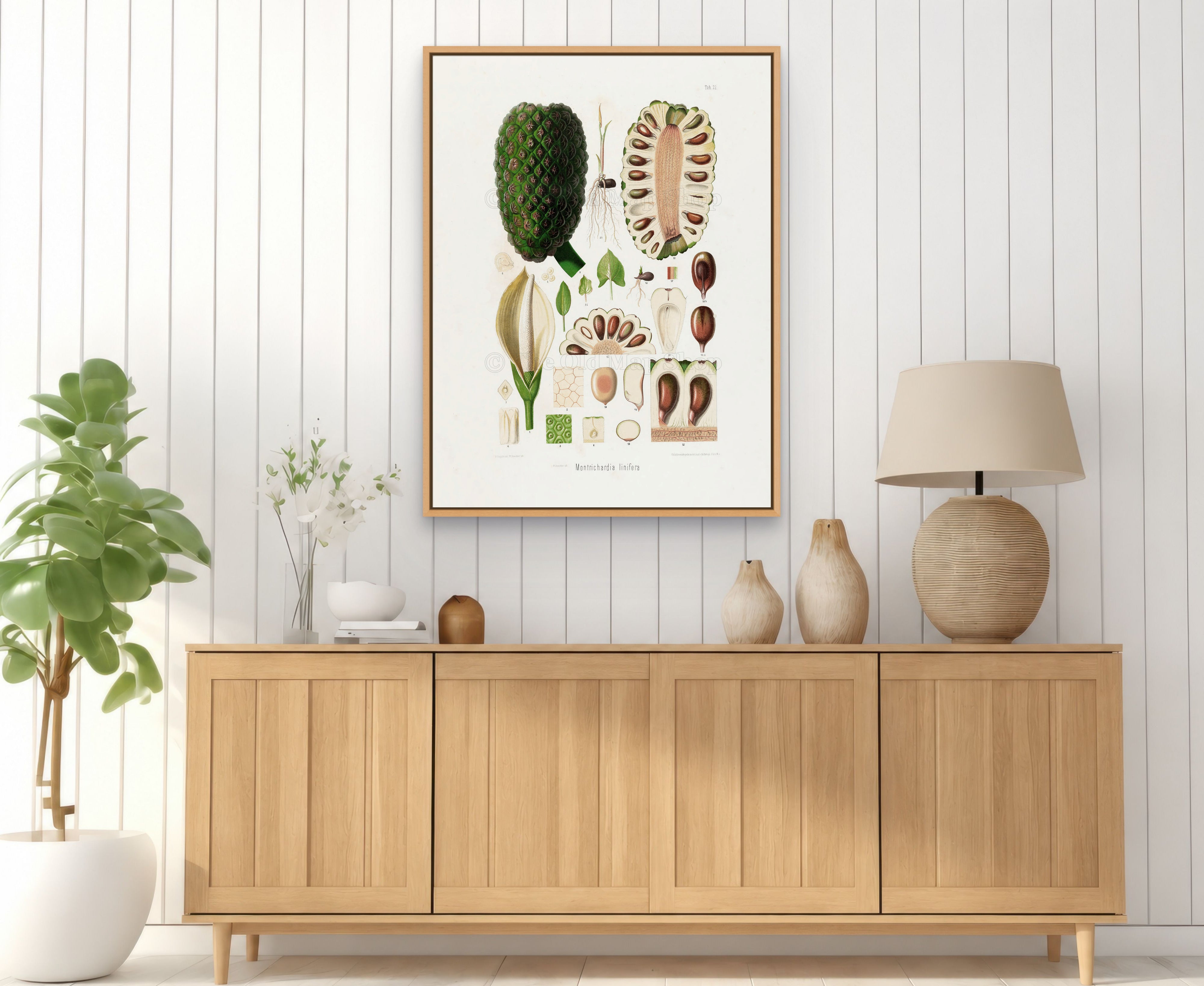 1879 Montrichardia linifera antique botanical print, Plate 22 by Heinrich Wilhelm Schott, framed above a natural oak sideboard in a bright, neutral living room.