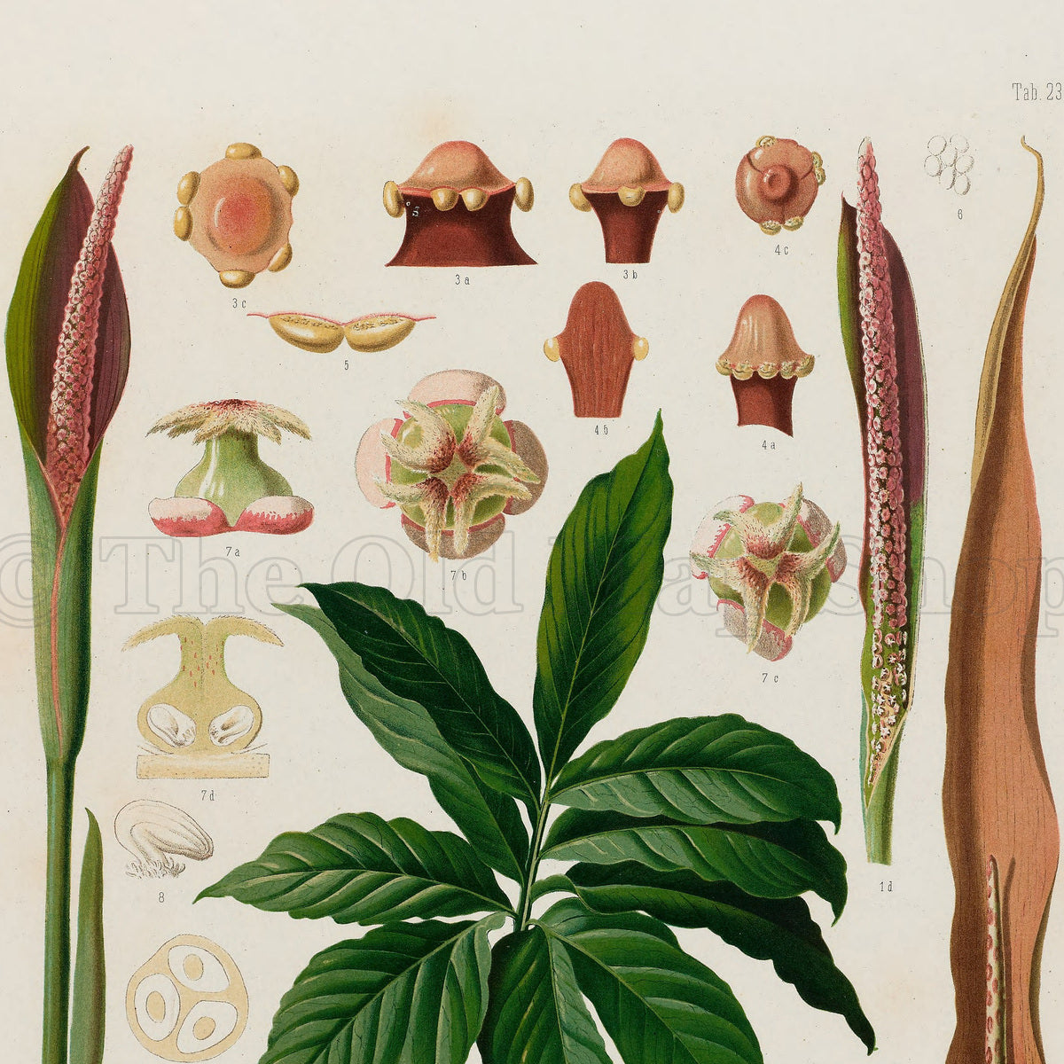 Upper detail of 1879 Asterostigma langsdorffii antique botanical print, Plate 23 by Heinrich Wilhelm Schott, featuring an Asterostigma langsdorffii plant with deeply divided foliage and upright, dark flowering spikes.