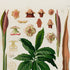 Upper detail of 1879 Asterostigma langsdorffii antique botanical print, Plate 23 by Heinrich Wilhelm Schott, featuring an Asterostigma langsdorffii plant with deeply divided foliage and upright, dark flowering spikes.