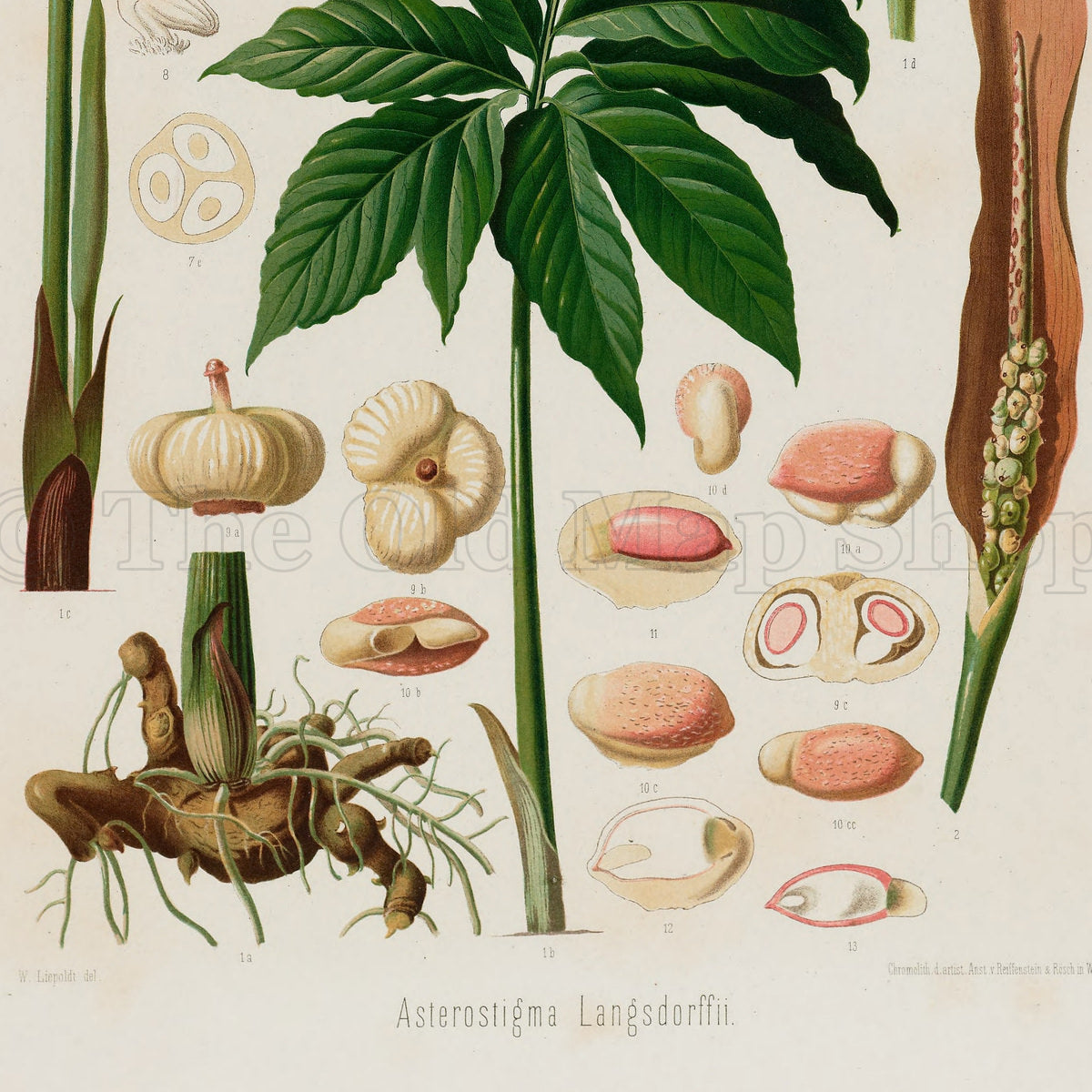 Lower detail of 1879 Asterostigma langsdorffii antique botanical print, Plate 23 by Heinrich Wilhelm Schott. A series of flowers, dissected spathes, seeds and other small reproductive studies surrounds the central palmate leaf.