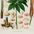 Lower detail of 1879 Asterostigma langsdorffii antique botanical print, Plate 23 by Heinrich Wilhelm Schott. A series of flowers, dissected spathes, seeds and other small reproductive studies surrounds the central palmate leaf.