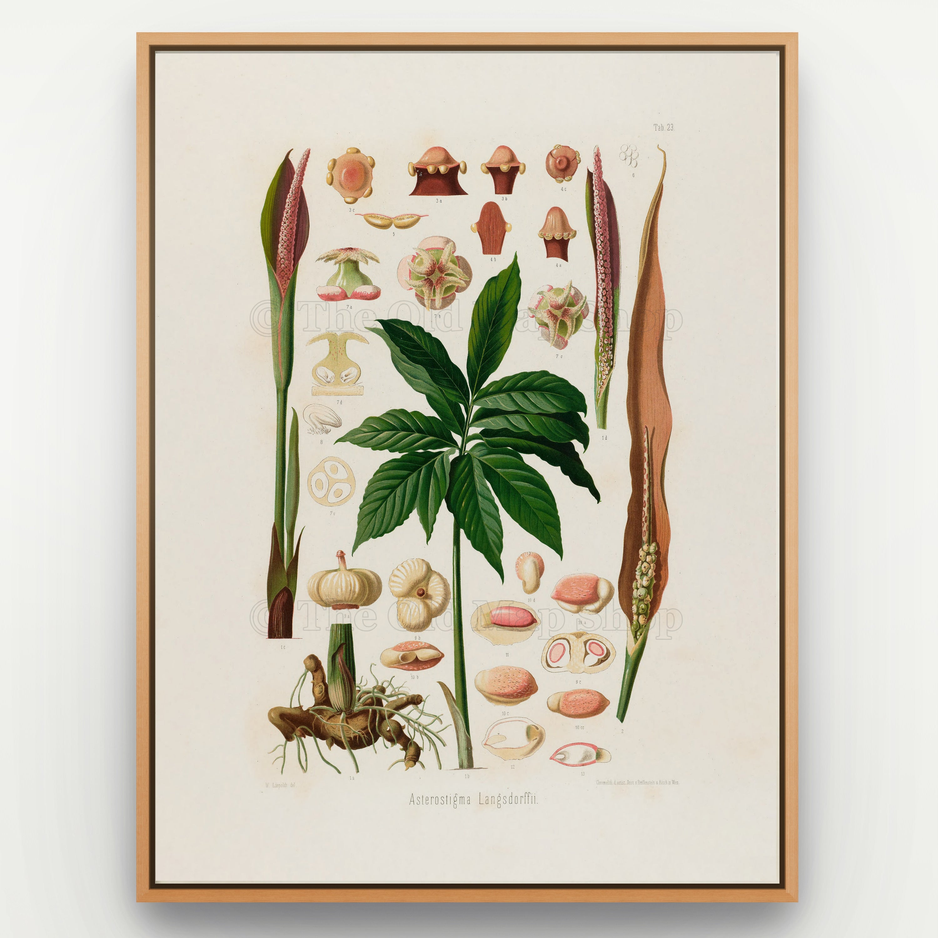1879 Asterostigma langsdorffii antique botanical print, Plate 23 by Heinrich Wilhelm Schott, shown in a natural oak frame as botanical wall art, featuring an Asterostigma langsdorffii plant with deeply divided foliage and upright, dark flowering spikes.