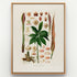 1879 Asterostigma langsdorffii antique botanical print, Plate 23 by Heinrich Wilhelm Schott, shown in a natural oak frame as botanical wall art, featuring an Asterostigma langsdorffii plant with deeply divided foliage and upright, dark flowering spikes.