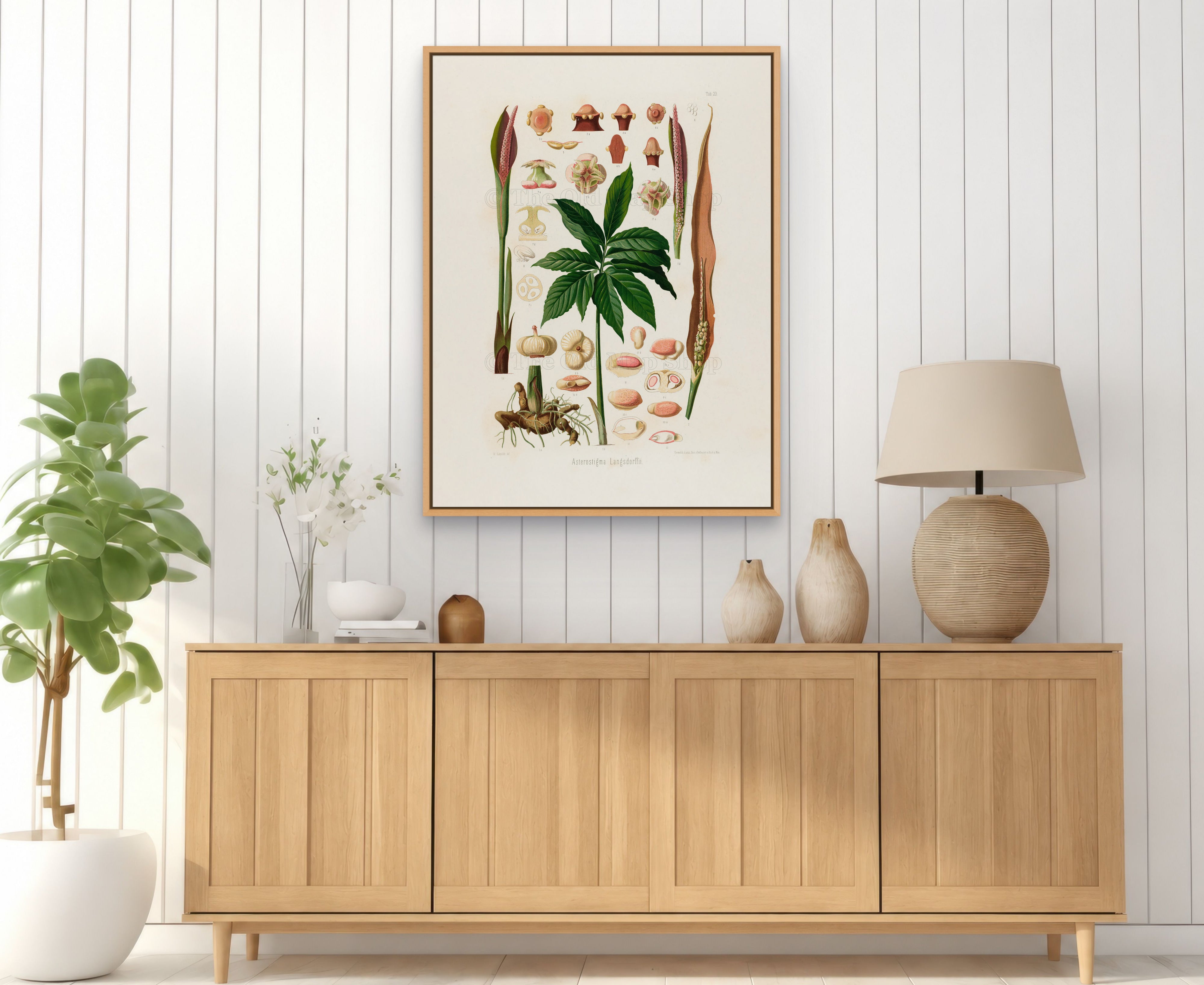1879 Asterostigma langsdorffii antique botanical print, Plate 23 by Heinrich Wilhelm Schott, framed above a natural oak sideboard in a bright, neutral living room.