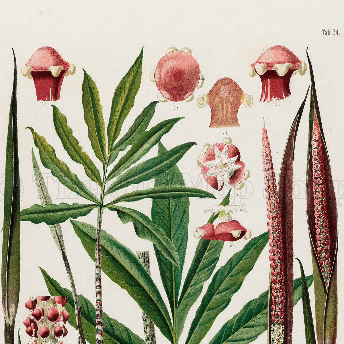 Upper detail of 1879 Asterostigma colubrinum antique botanical print, Plate 24 by Heinrich Wilhelm Schott, featuring a slender Asterostigma colubrinum with narrow, deeply divided green leaves and very long flower spikes.