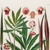 Upper detail of 1879 Asterostigma colubrinum antique botanical print, Plate 24 by Heinrich Wilhelm Schott, featuring a slender Asterostigma colubrinum with narrow, deeply divided green leaves and very long flower spikes.