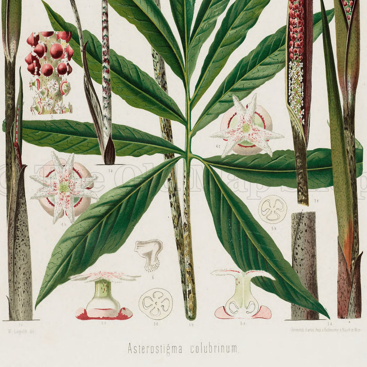 Lower detail of 1879 Asterostigma colubrinum antique botanical print, Plate 24 by Heinrich Wilhelm Schott. Pink floral studies and enlarged flower parts sit above the plant, while sectional diagrams and small details are arranged below.