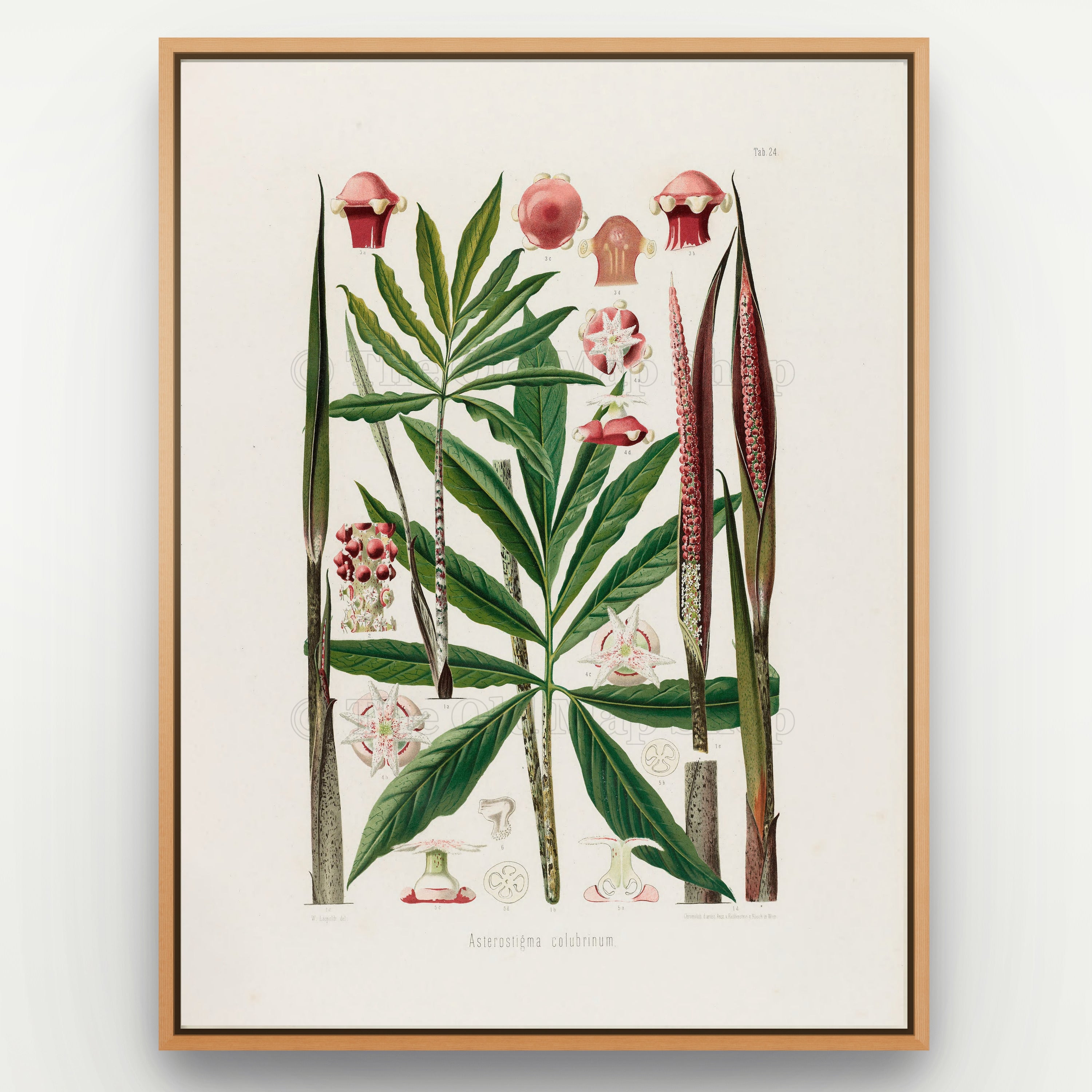 1879 Asterostigma colubrinum antique botanical print, Plate 24 by Heinrich Wilhelm Schott, shown in a natural oak frame as botanical wall art, featuring a slender Asterostigma colubrinum with narrow, deeply divided green leaves and very long flower spikes.