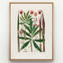 1879 Asterostigma colubrinum antique botanical print, Plate 24 by Heinrich Wilhelm Schott, shown in a natural oak frame as botanical wall art, featuring a slender Asterostigma colubrinum with narrow, deeply divided green leaves and very long flower spikes.