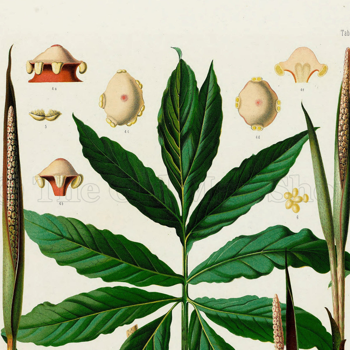 Upper detail of 1879 Asterostigma lineolatum antique botanical print, Plate 25 by Heinrich Wilhelm Schott, featuring Asterostigma lineolatum with a striking star-like arrangement of long, pointed leaves.