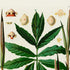 Upper detail of 1879 Asterostigma lineolatum antique botanical print, Plate 25 by Heinrich Wilhelm Schott, featuring Asterostigma lineolatum with a striking star-like arrangement of long, pointed leaves.