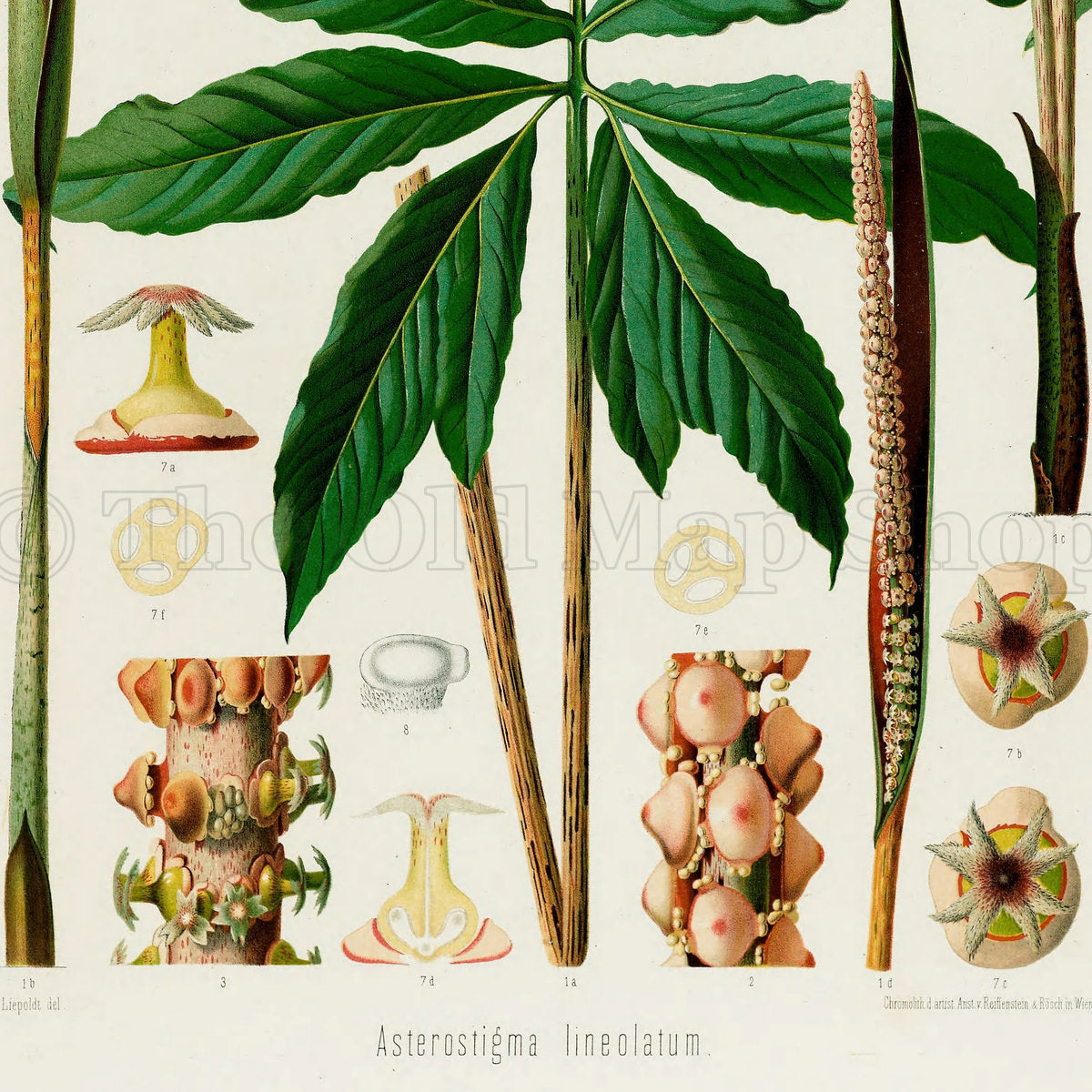 Lower detail of 1879 Asterostigma lineolatum antique botanical print, Plate 25 by Heinrich Wilhelm Schott. Two tall dark spadices frame the foliage, while enlarged floral sections and small green-and-gold studies occupy the margins.