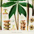 Lower detail of 1879 Asterostigma lineolatum antique botanical print, Plate 25 by Heinrich Wilhelm Schott. Two tall dark spadices frame the foliage, while enlarged floral sections and small green-and-gold studies occupy the margins.