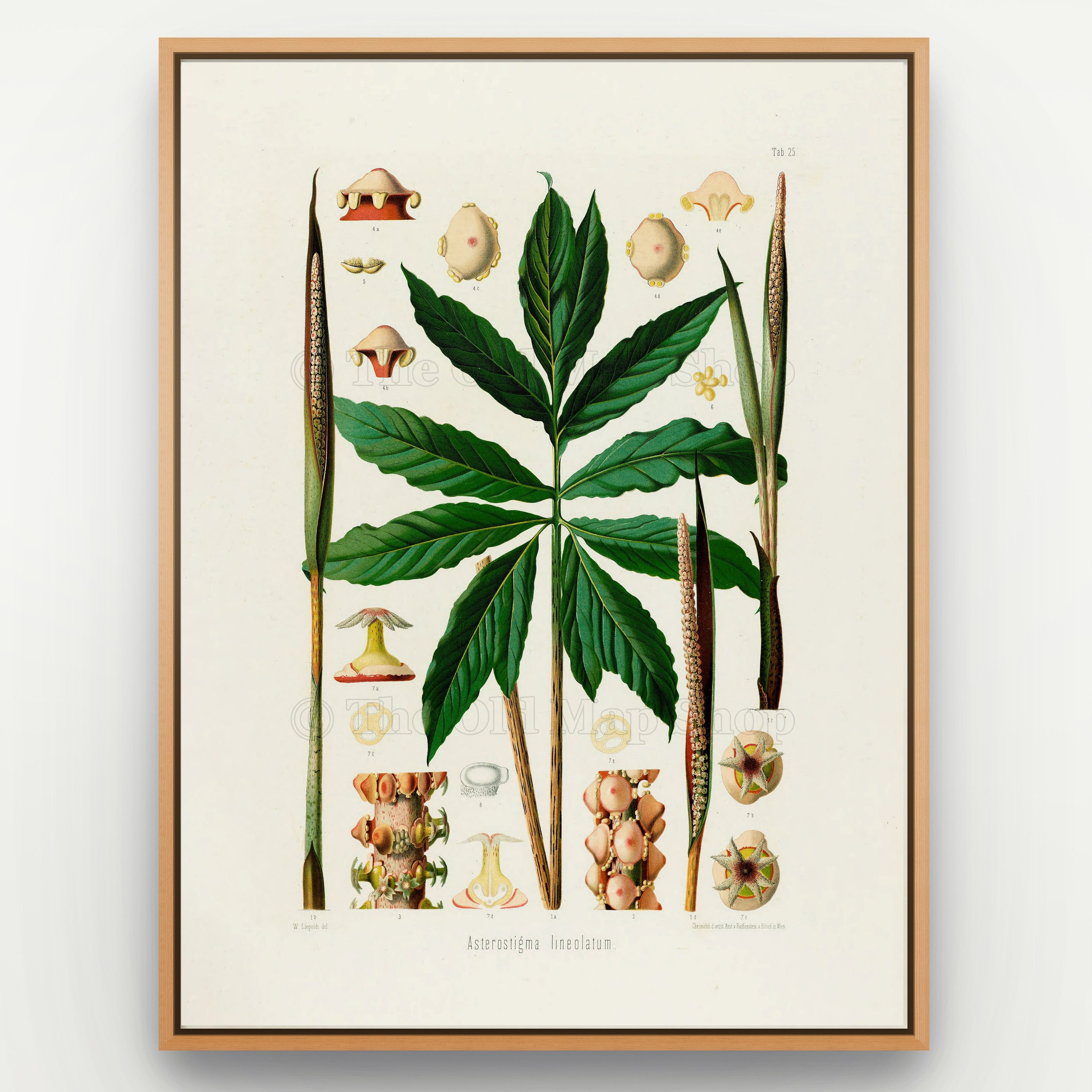 1879 Asterostigma lineolatum antique botanical print, Plate 25 by Heinrich Wilhelm Schott, shown in a natural oak frame as botanical wall art, featuring Asterostigma lineolatum with a striking star-like arrangement of long, pointed leaves.