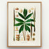 1879 Asterostigma lineolatum antique botanical print, Plate 25 by Heinrich Wilhelm Schott, shown in a natural oak frame as botanical wall art, featuring Asterostigma lineolatum with a striking star-like arrangement of long, pointed leaves.