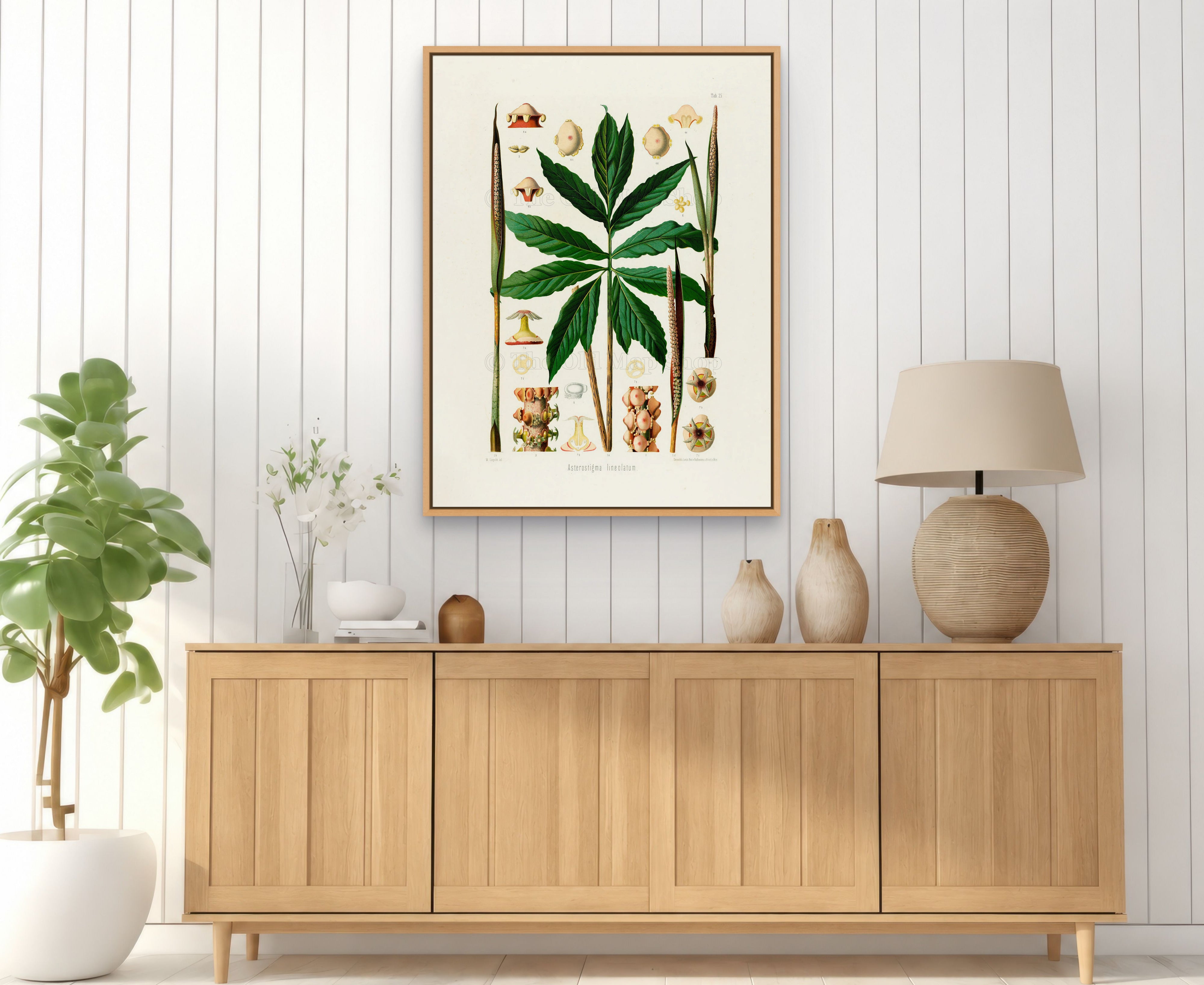 1879 Asterostigma lineolatum antique botanical print, Plate 25 by Heinrich Wilhelm Schott, framed above a natural oak sideboard in a bright, neutral living room.