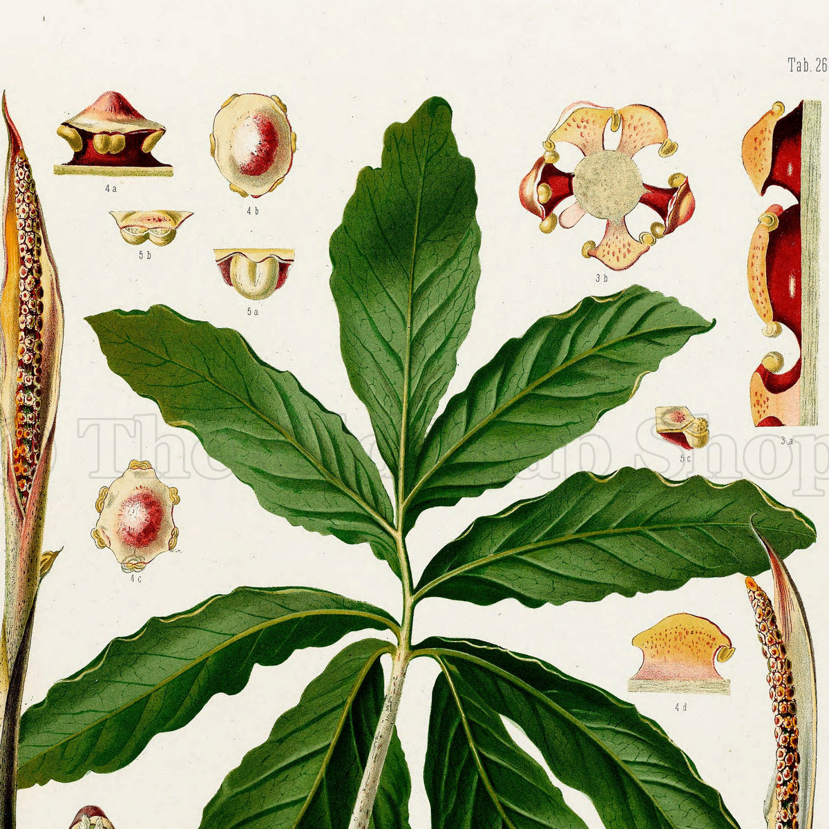 Upper detail of 1879 Asterostigma concinnum antique botanical print, Plate 26 by Heinrich Wilhelm Schott, featuring an Asterostigma concinnum with a broad, deeply divided leaf and long, narrow flowering structures.