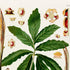 Upper detail of 1879 Asterostigma concinnum antique botanical print, Plate 26 by Heinrich Wilhelm Schott, featuring an Asterostigma concinnum with a broad, deeply divided leaf and long, narrow flowering structures.