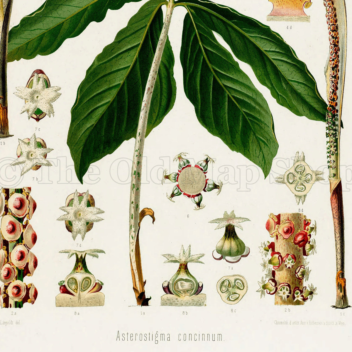 Lower detail of 1879 Asterostigma concinnum antique botanical print, Plate 26 by Heinrich Wilhelm Schott. Many enlarged flower heads, floral sections and seed details surround the central leaf and the two tall spadices.