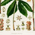 Lower detail of 1879 Asterostigma concinnum antique botanical print, Plate 26 by Heinrich Wilhelm Schott. Many enlarged flower heads, floral sections and seed details surround the central leaf and the two tall spadices.