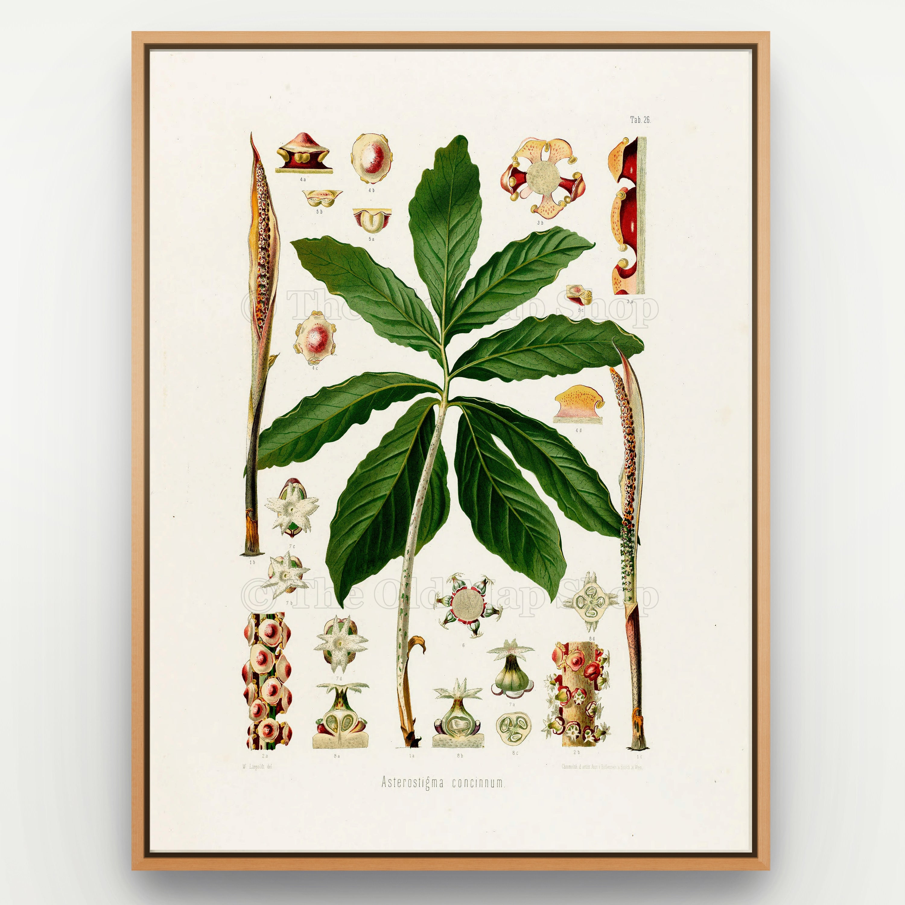 1879 Asterostigma concinnum antique botanical print, Plate 26 by Heinrich Wilhelm Schott, shown in a natural oak frame as botanical wall art, featuring an Asterostigma concinnum with a broad, deeply divided leaf and long, narrow flowering structures.
