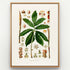 1879 Asterostigma concinnum antique botanical print, Plate 26 by Heinrich Wilhelm Schott, shown in a natural oak frame as botanical wall art, featuring an Asterostigma concinnum with a broad, deeply divided leaf and long, narrow flowering structures.