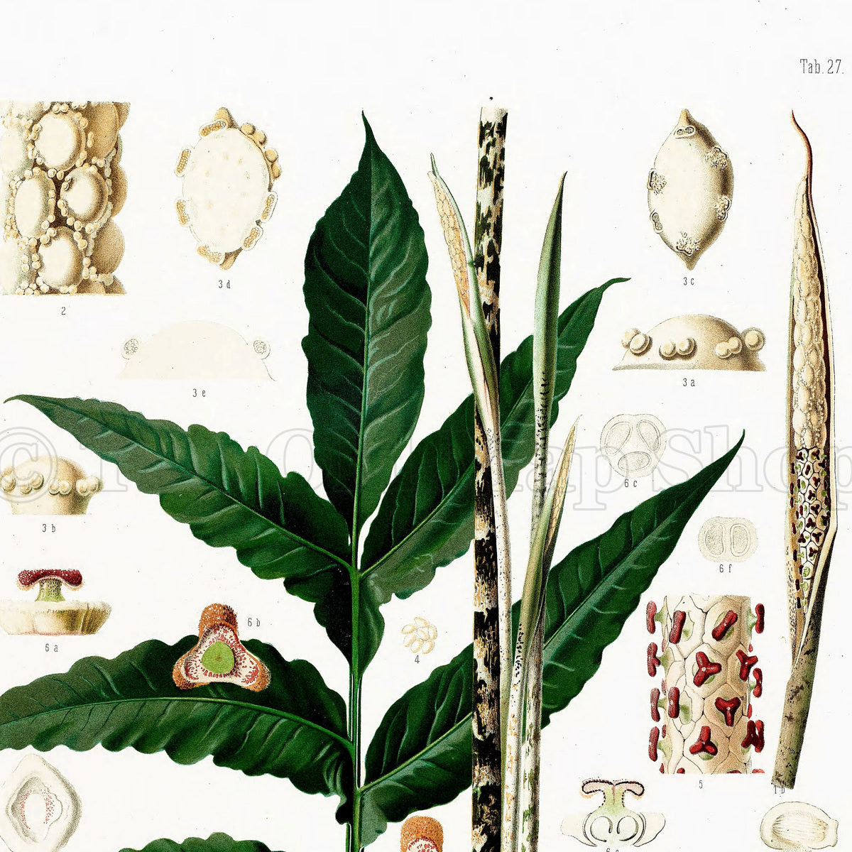 Upper detail of 1879 Rhopalostigmium riedelianum antique botanical print, Plate 27 by Heinrich Wilhelm Schott, featuring a Rhopalostigmium riedelianum specimen with long dark-green leaves and upright spadices.