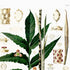 Upper detail of 1879 Rhopalostigmium riedelianum antique botanical print, Plate 27 by Heinrich Wilhelm Schott, featuring a Rhopalostigmium riedelianum specimen with long dark-green leaves and upright spadices.