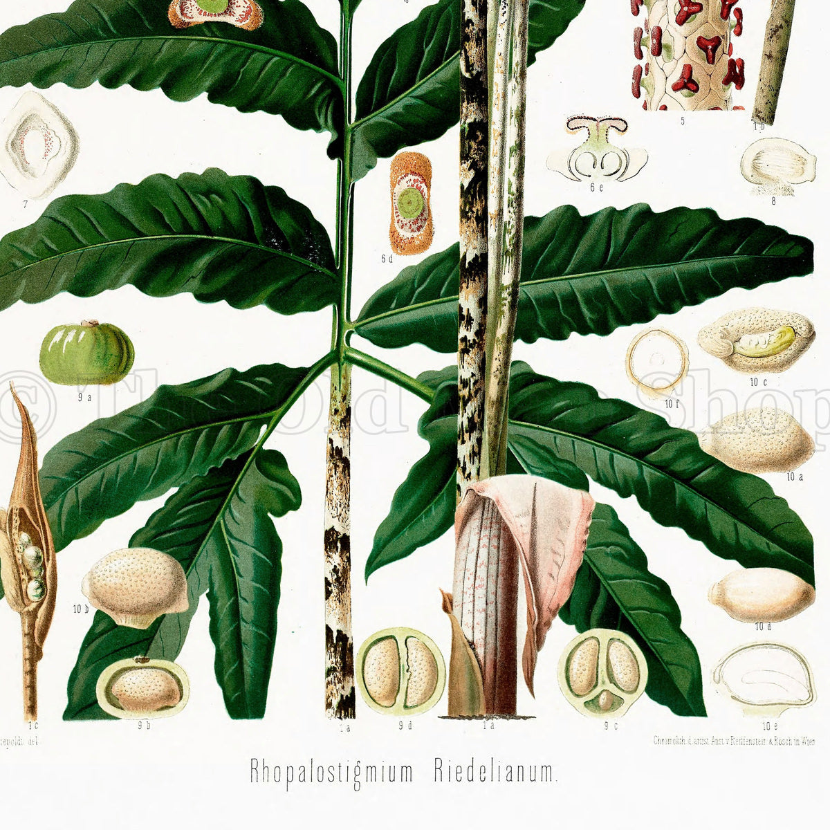 Lower detail of 1879 Rhopalostigmium riedelianum antique botanical print, Plate 27 by Heinrich Wilhelm Schott. Tall reproductive structures flank the plant, with small cut sections, flower parts and anatomical drawings arranged around the foliage.