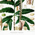 Lower detail of 1879 Rhopalostigmium riedelianum antique botanical print, Plate 27 by Heinrich Wilhelm Schott. Tall reproductive structures flank the plant, with small cut sections, flower parts and anatomical drawings arranged around the foliage.