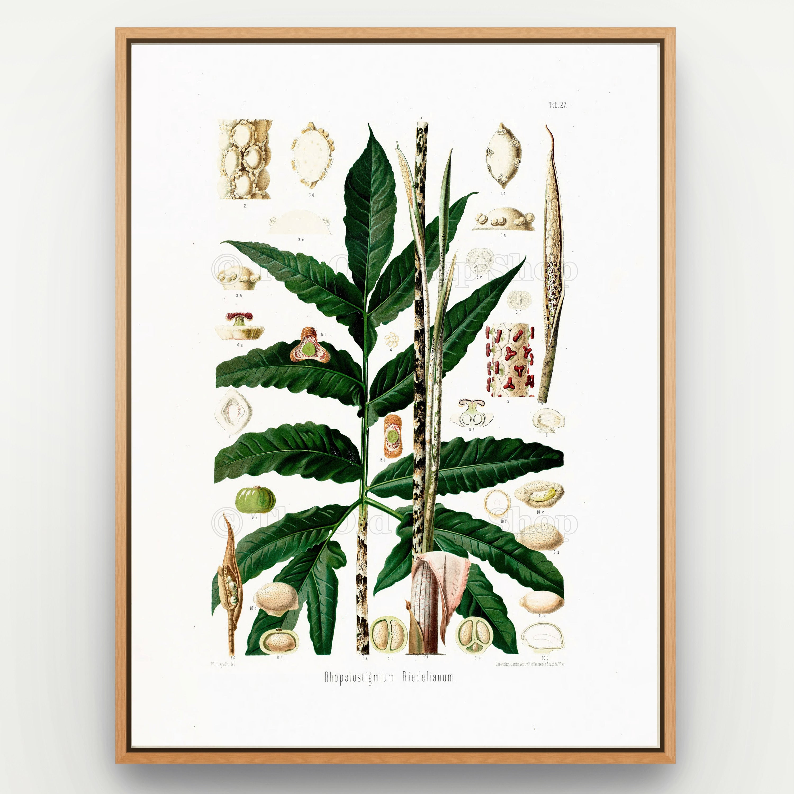 1879 Rhopalostigmium riedelianum antique botanical print, Plate 27 by Heinrich Wilhelm Schott, shown in a natural oak frame as botanical wall art, featuring a Rhopalostigmium riedelianum specimen with long dark-green leaves and upright spadices.