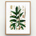 1879 Rhopalostigmium riedelianum antique botanical print, Plate 27 by Heinrich Wilhelm Schott, shown in a natural oak frame as botanical wall art, featuring a Rhopalostigmium riedelianum specimen with long dark-green leaves and upright spadices.