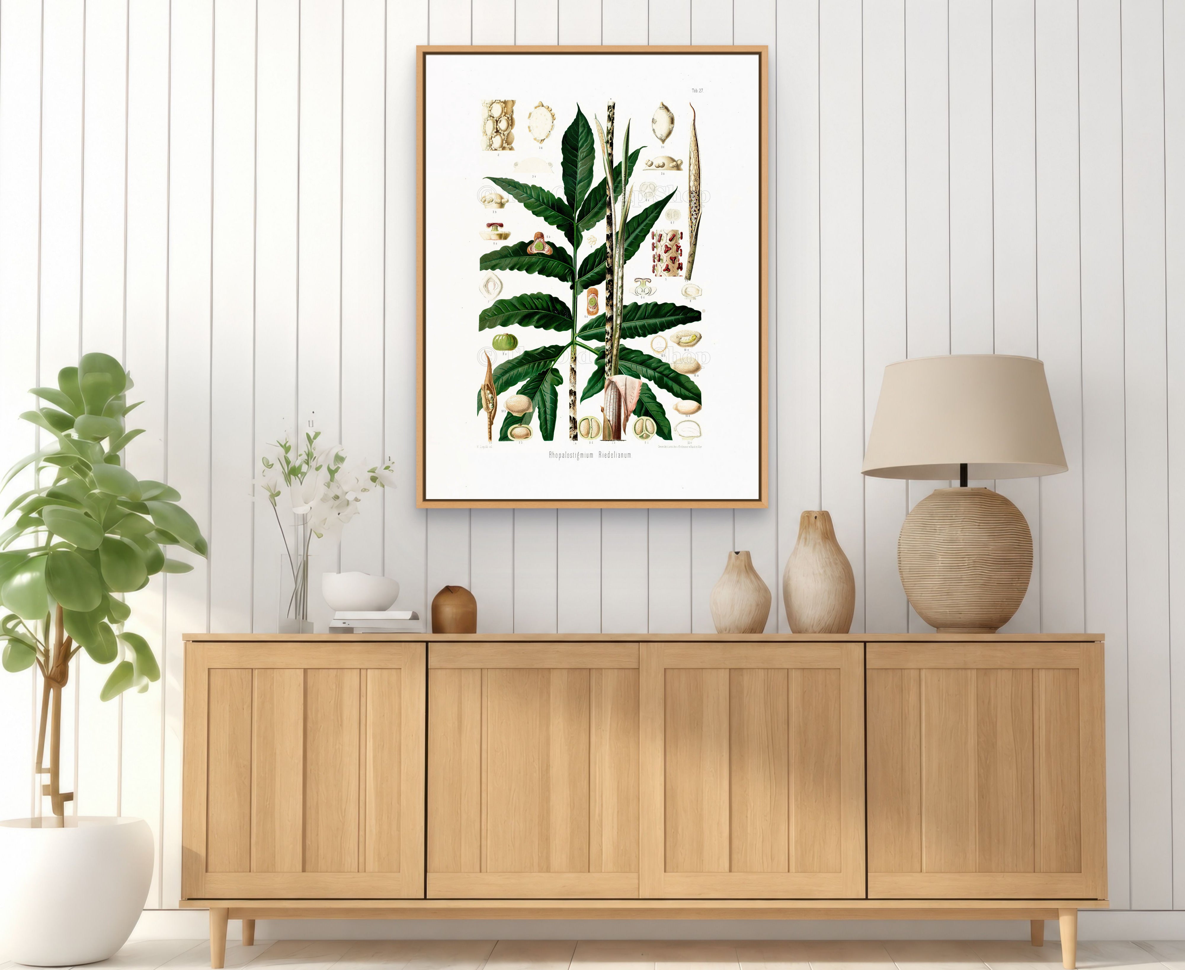 1879 Rhopalostigmium riedelianum antique botanical print, Plate 27 by Heinrich Wilhelm Schott, framed above a natural oak sideboard in a bright, neutral living room.