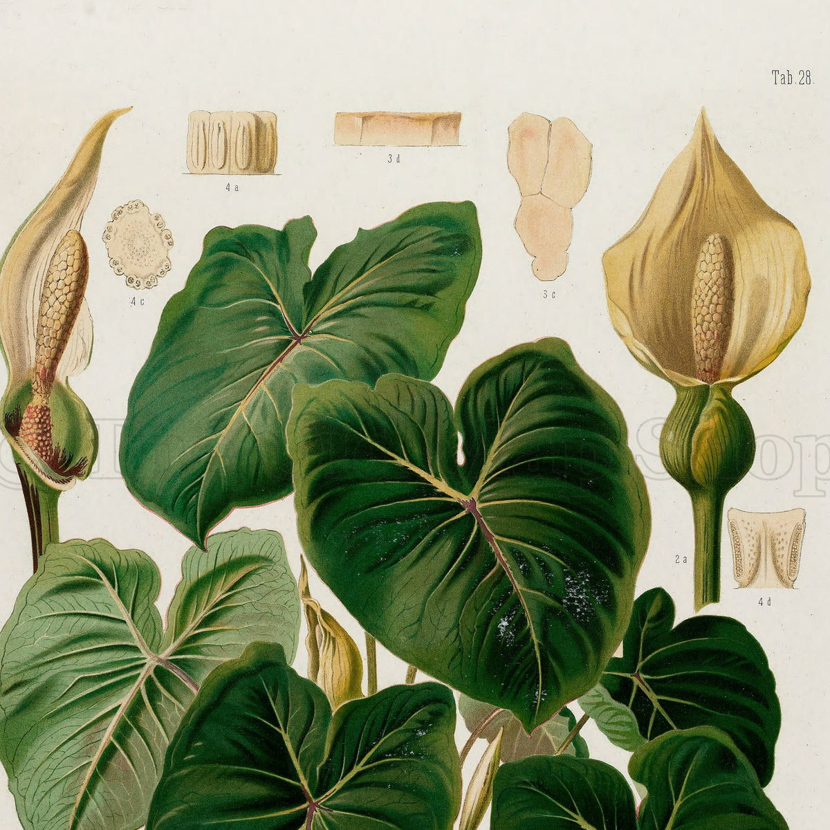 Upper detail of 1879 Caladium poecile antique botanical print, Plate 28 by Heinrich Wilhelm Schott, featuring a Caladium poecile plant with broad, prominently veined heart-shaped leaves and pale flowering spathes.