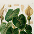 Upper detail of 1879 Caladium poecile antique botanical print, Plate 28 by Heinrich Wilhelm Schott, featuring a Caladium poecile plant with broad, prominently veined heart-shaped leaves and pale flowering spathes.