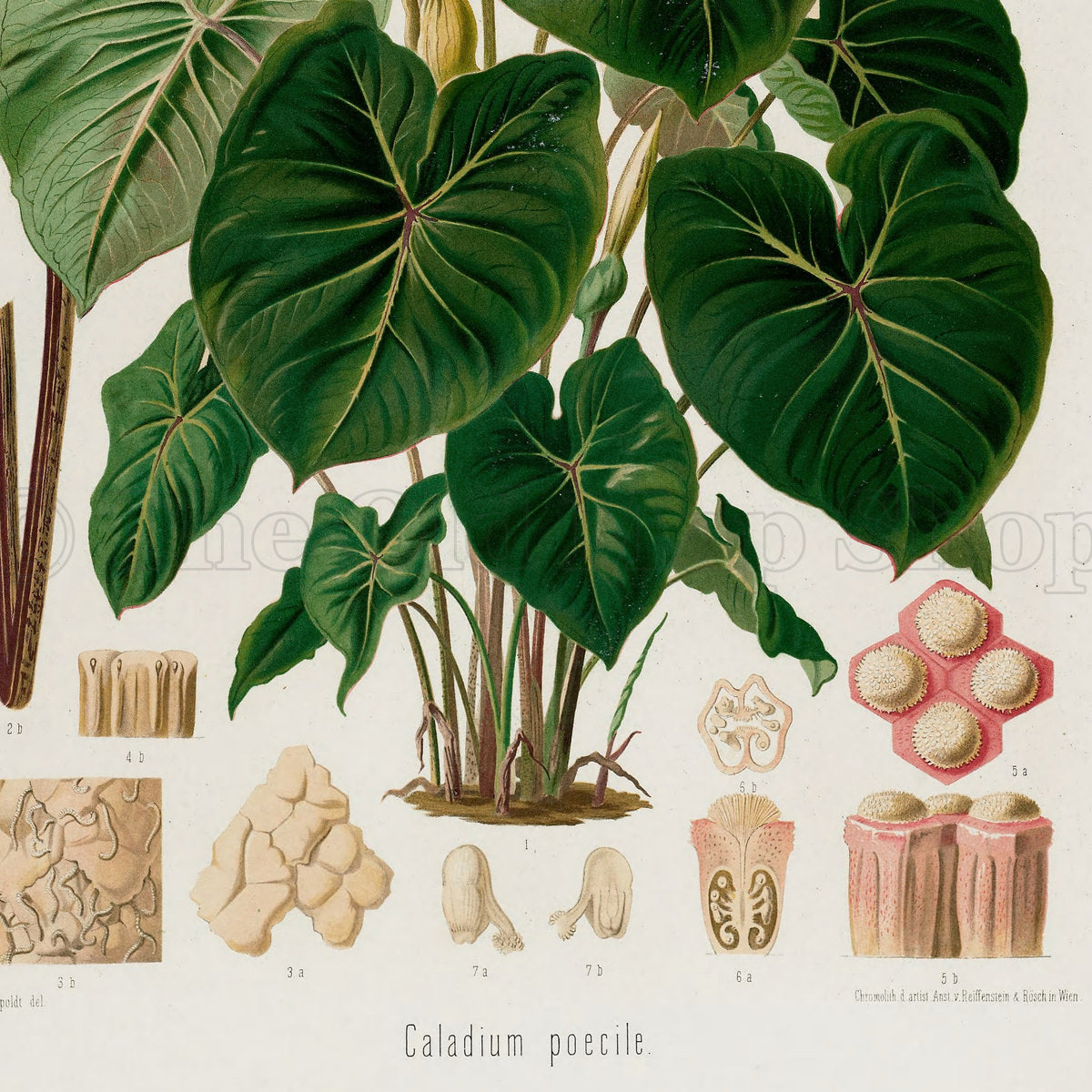 Lower detail of 1879 Caladium poecile antique botanical print, Plate 28 by Heinrich Wilhelm Schott. Large leaf surfaces dominate the page, with several pale spathes and a small group of floral sections and tissue details around the plant.