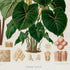 Lower detail of 1879 Caladium poecile antique botanical print, Plate 28 by Heinrich Wilhelm Schott. Large leaf surfaces dominate the page, with several pale spathes and a small group of floral sections and tissue details around the plant.