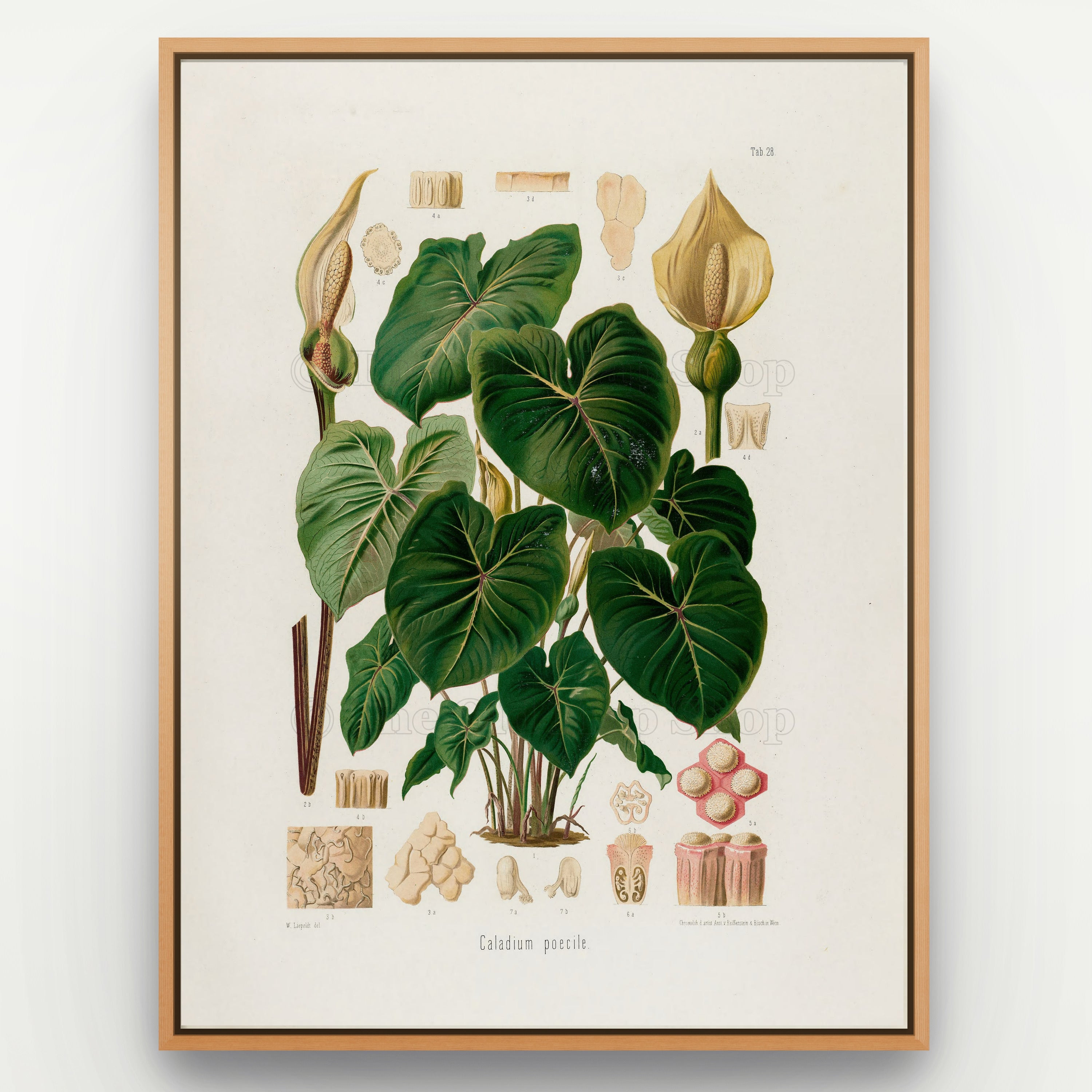 1879 Caladium poecile antique botanical print, Plate 28 by Heinrich Wilhelm Schott, shown in a natural oak frame as botanical wall art, featuring a Caladium poecile plant with broad, prominently veined heart-shaped leaves and pale flowering spathes.