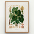 1879 Caladium poecile antique botanical print, Plate 28 by Heinrich Wilhelm Schott, shown in a natural oak frame as botanical wall art, featuring a Caladium poecile plant with broad, prominently veined heart-shaped leaves and pale flowering spathes.