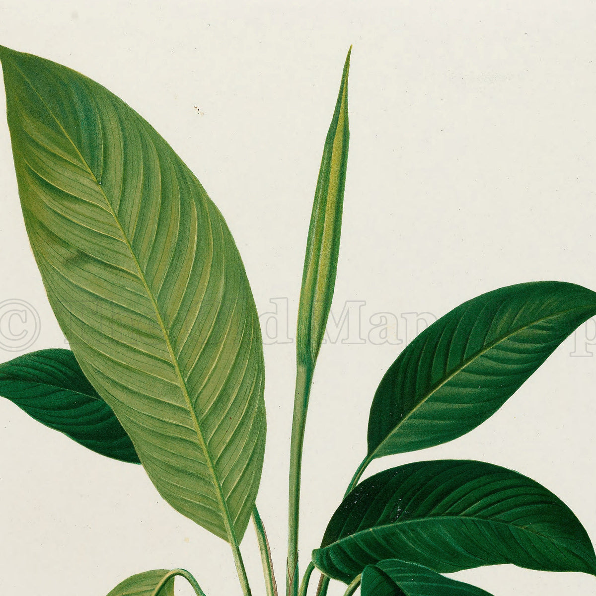Upper detail of 1879 Rhodospatha blanda antique botanical print, Plate 29 by Heinrich Wilhelm Schott, featuring a Rhodospatha blanda plant with sweeping, broad leaves and one particularly tall, pale-green blade.