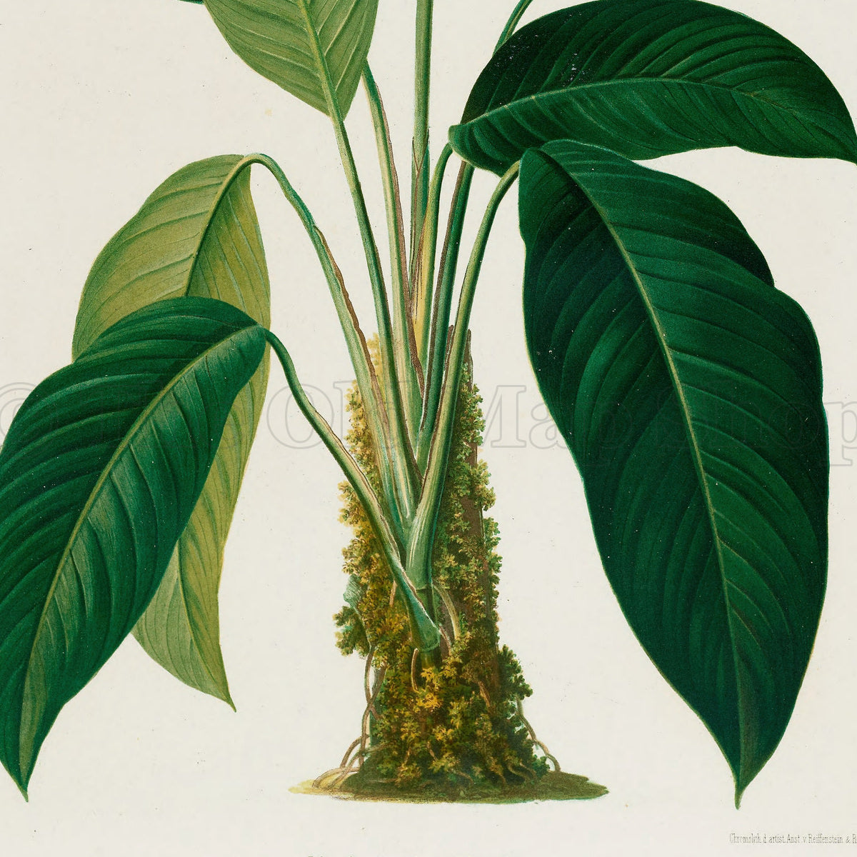 Lower detail of 1879 Rhodospatha blanda antique botanical print, Plate 29 by Heinrich Wilhelm Schott. The image concentrates on the impressive leaf forms and stem bases, with very few separate botanical studies.