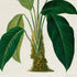 Lower detail of 1879 Rhodospatha blanda antique botanical print, Plate 29 by Heinrich Wilhelm Schott. The image concentrates on the impressive leaf forms and stem bases, with very few separate botanical studies.