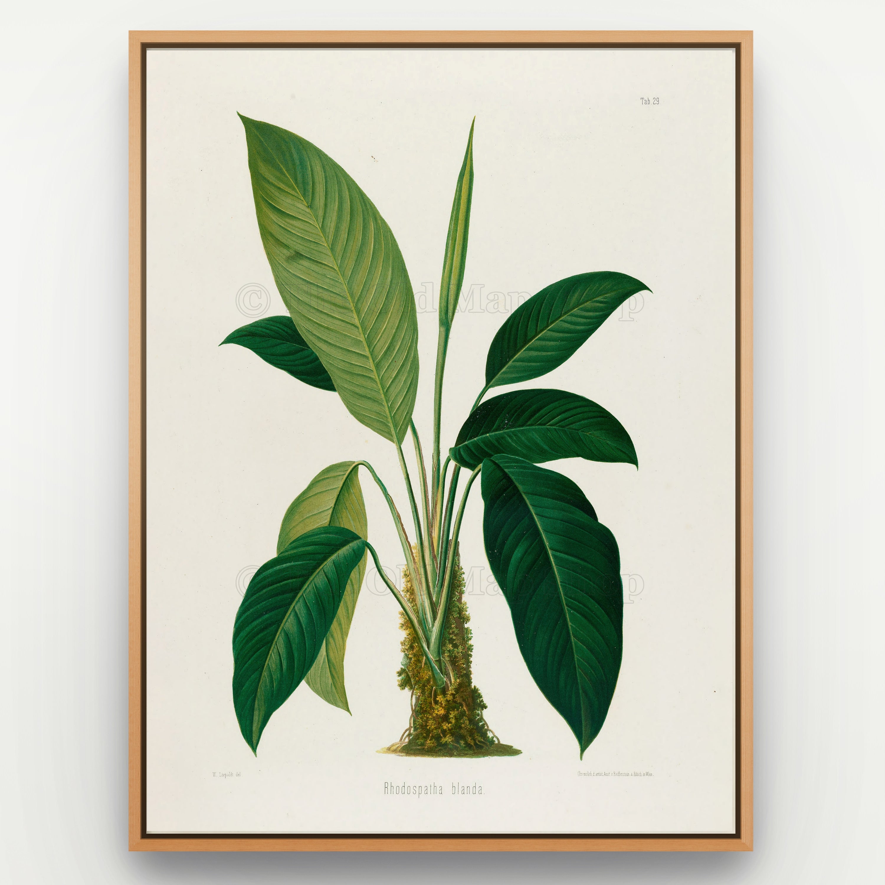 1879 Rhodospatha blanda antique botanical print, Plate 29 by Heinrich Wilhelm Schott, shown in a natural oak frame as botanical wall art, featuring a Rhodospatha blanda plant with sweeping, broad leaves and one particularly tall, pale-green blade.