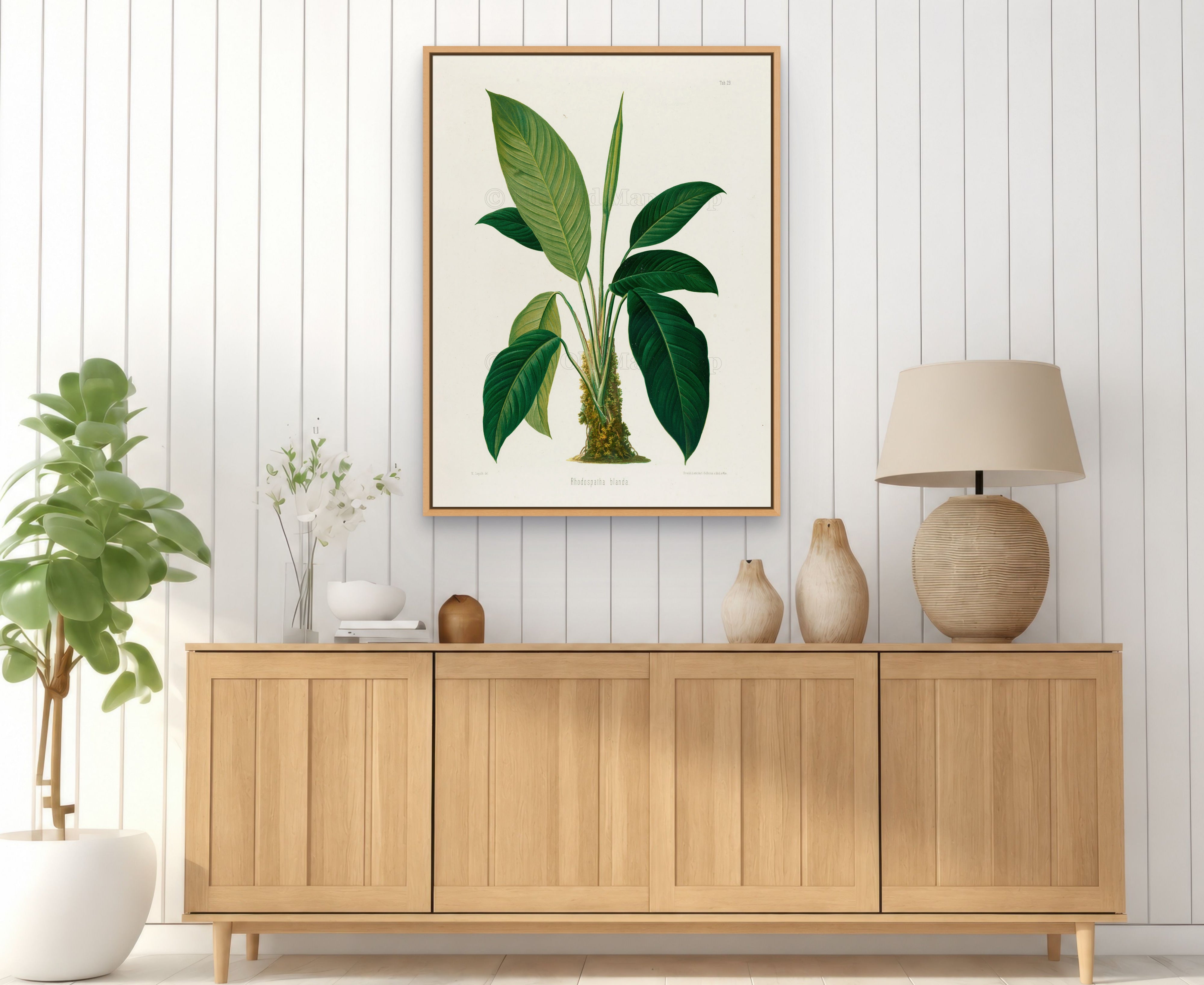 1879 Rhodospatha blanda antique botanical print, Plate 29 by Heinrich Wilhelm Schott, framed above a natural oak sideboard in a bright, neutral living room.