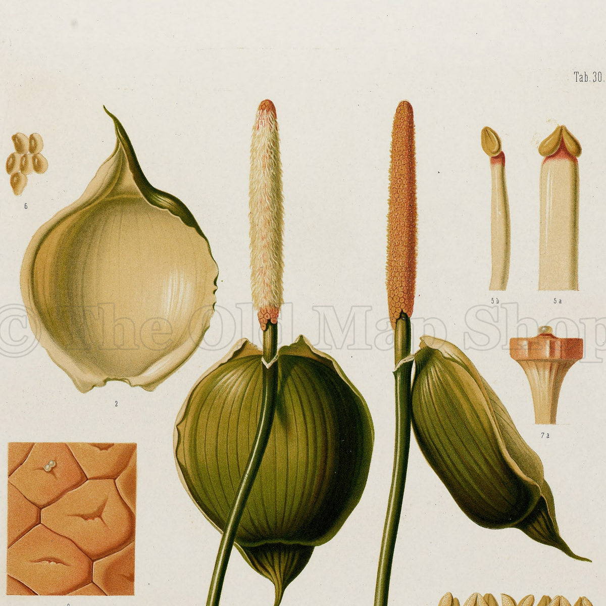Upper detail of 1879 Rhodospatha blanda antique botanical print, Plate 30 by Heinrich Wilhelm Schott, featuring the flowers and reproductive details of Rhodospatha blanda, without a complete leafy specimen.