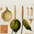 Upper detail of 1879 Rhodospatha blanda antique botanical print, Plate 30 by Heinrich Wilhelm Schott, featuring the flowers and reproductive details of Rhodospatha blanda, without a complete leafy specimen.