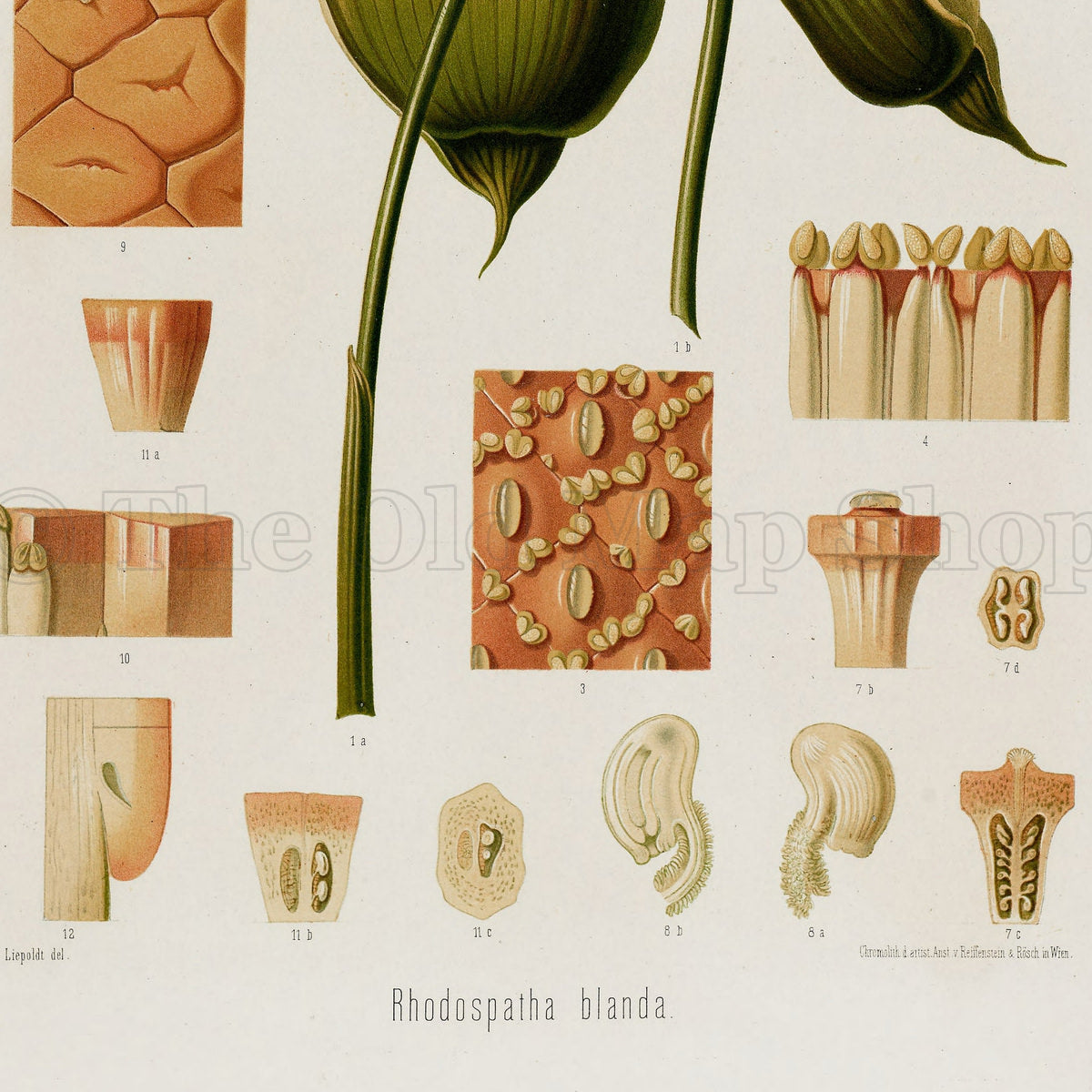 Lower detail of 1879 Rhodospatha blanda antique botanical print, Plate 30 by Heinrich Wilhelm Schott. Several green and yellow spathes and slender spadices are accompanied by magnified flower sections, tissue patterns and small anatomical diagrams.