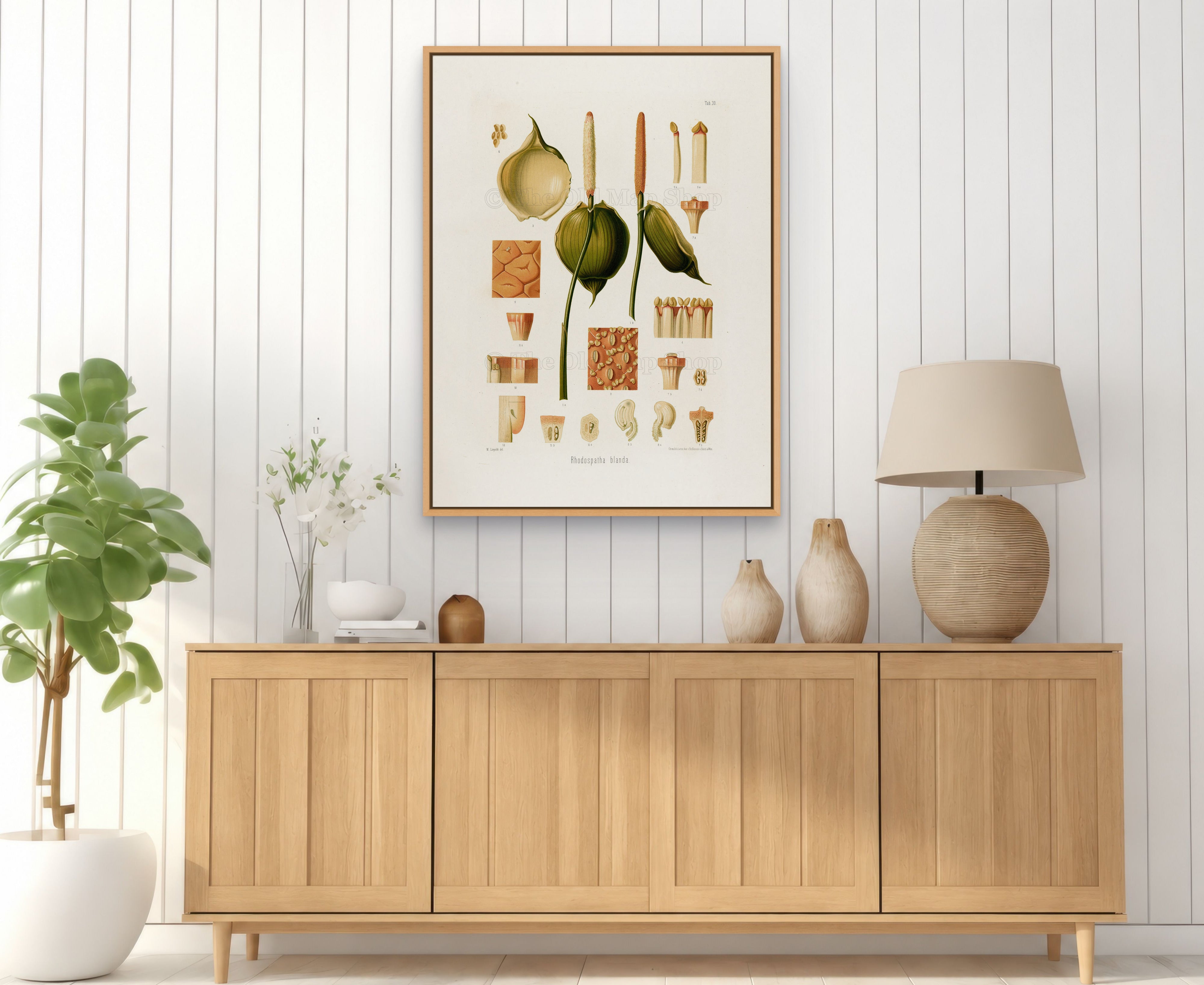 1879 Rhodospatha blanda antique botanical print, Plate 30 by Heinrich Wilhelm Schott, framed above a natural oak sideboard in a bright, neutral living room.