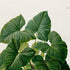 Upper detail of 1879 Xanthosoma maximiliani antique botanical print, Plate 31 by Heinrich Wilhelm Schott, featuring a dense Xanthosoma maximiliani plant with overlapping broad, heart-shaped leaves.