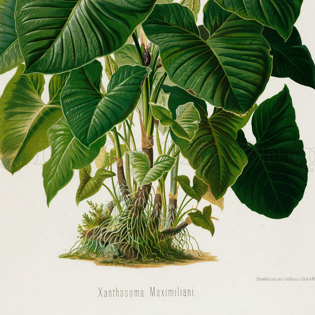Lower detail of 1879 Xanthosoma maximiliani antique botanical print, Plate 31 by Heinrich Wilhelm Schott. The illustration devotes the main area to the mass of foliage and clustered stems, revealing the natural form of this tropical aroid.